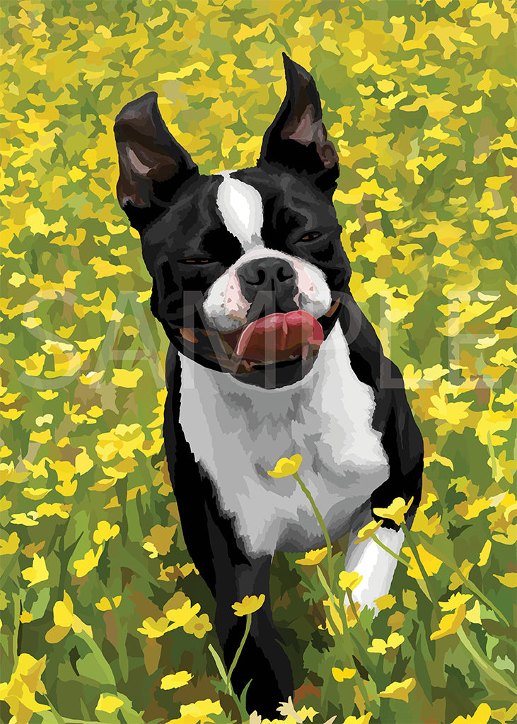 Boston Terrier