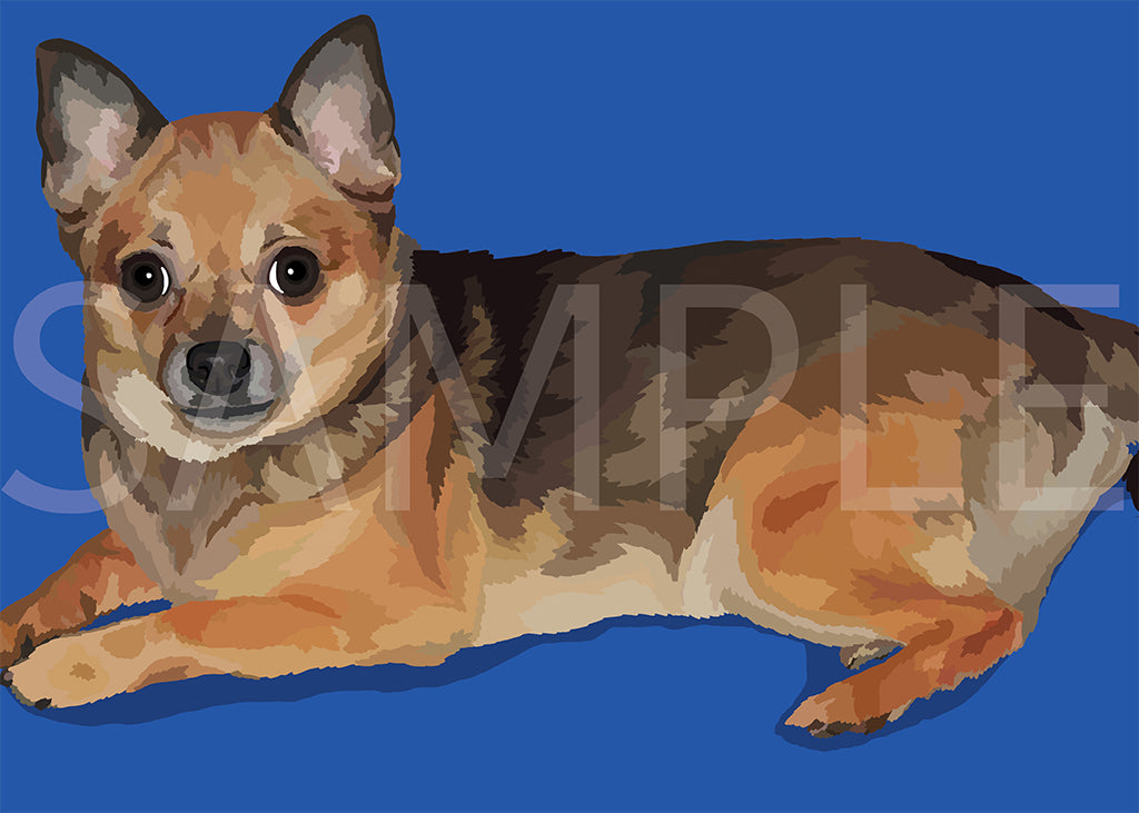 Chihuahua Short Hair