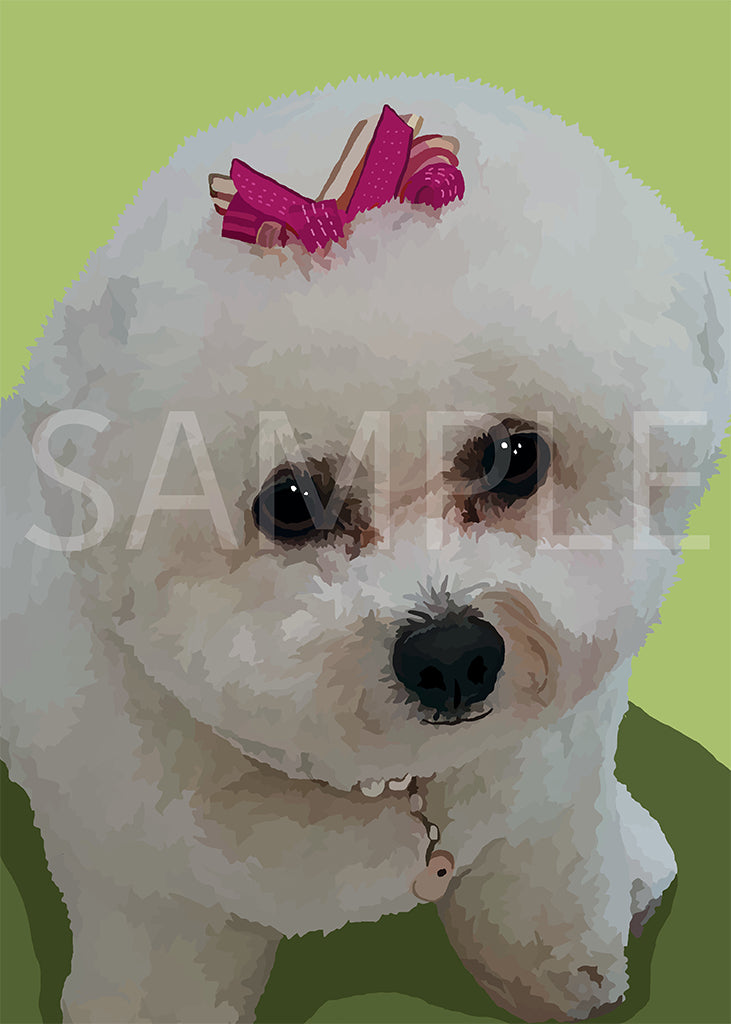 Bichon Frise 