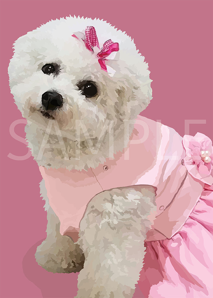 Bichon Frise