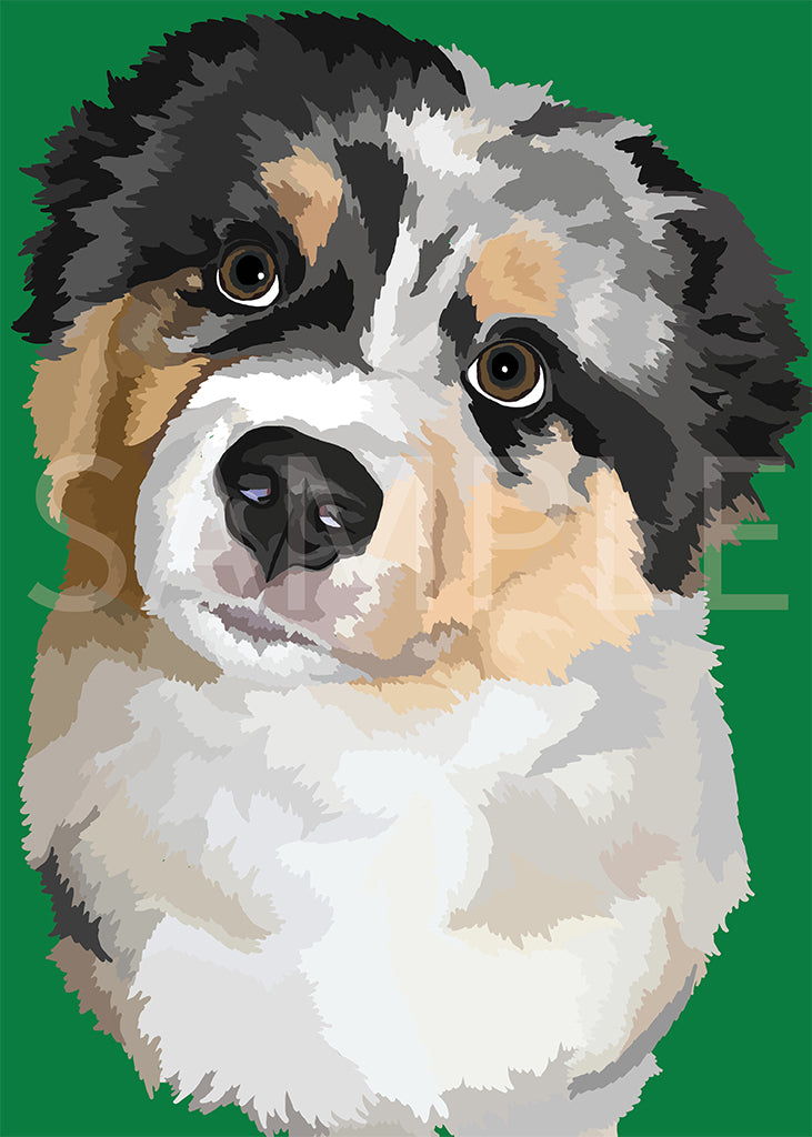 Australian Shepherd