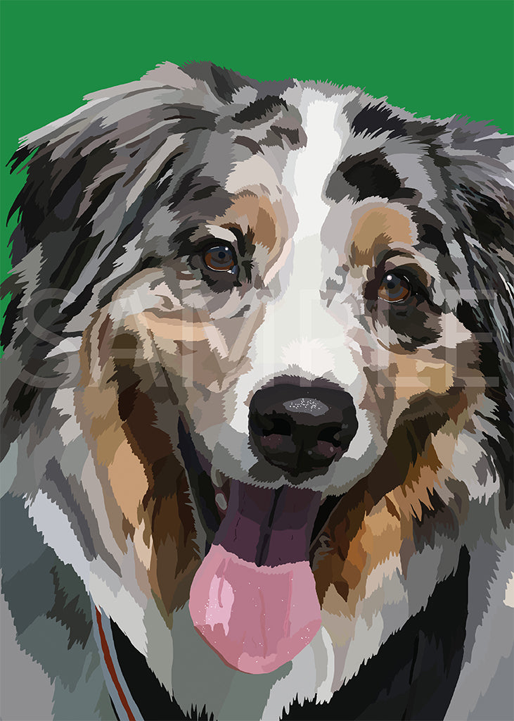 Australian Shepherd