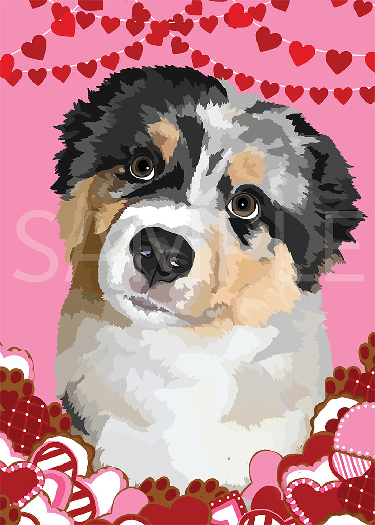 Australian Shepherd