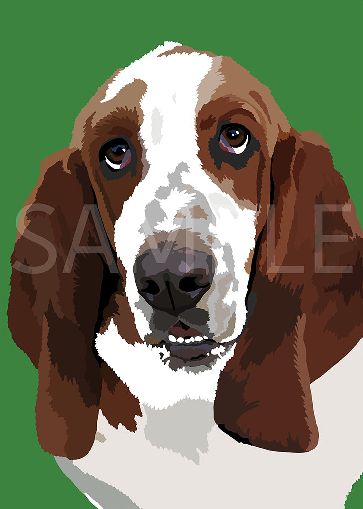 Basset Hound