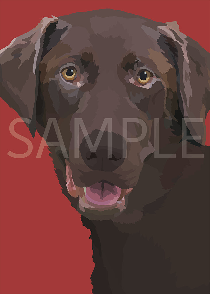 Labrador Retriever Chocolate