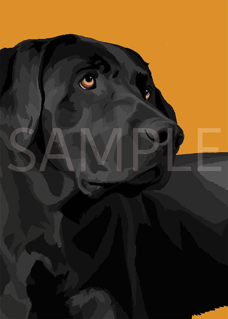 Labrador Retriever Black