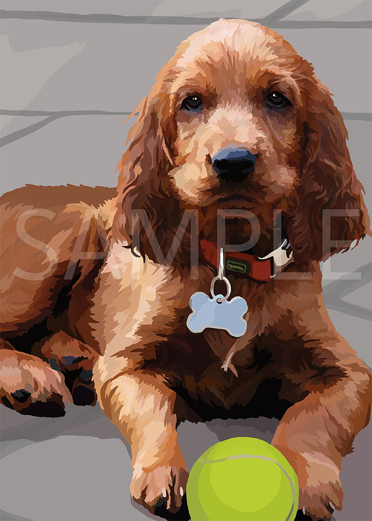 Irish Setter