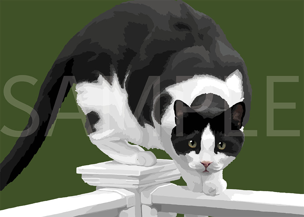 Cat Black and White