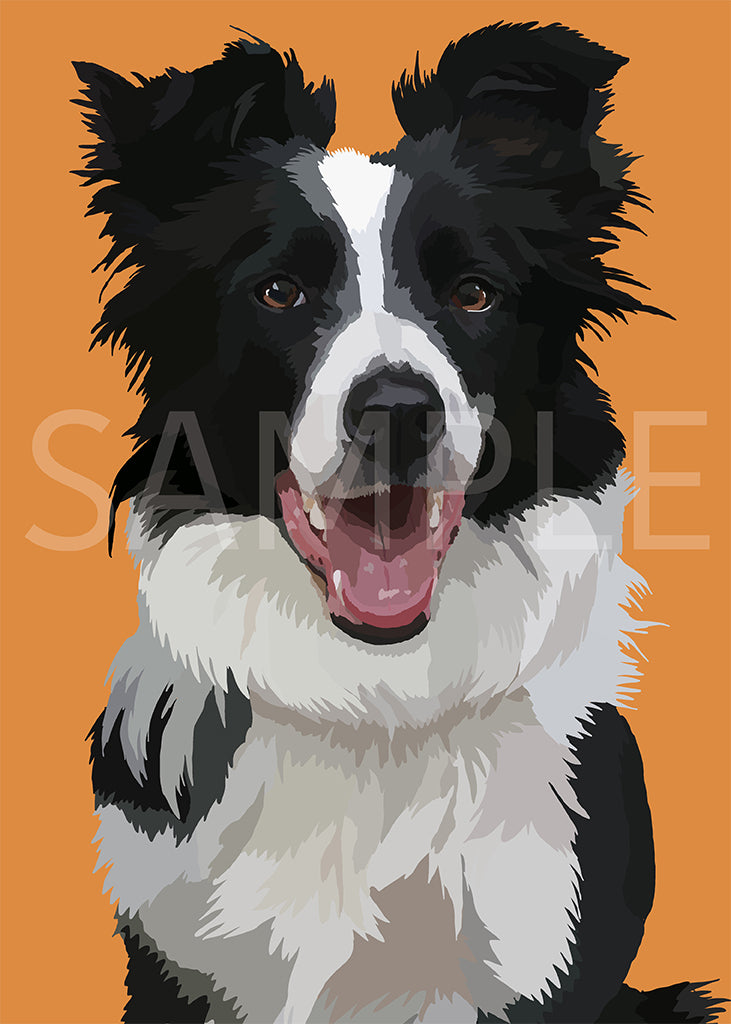 Border Collie