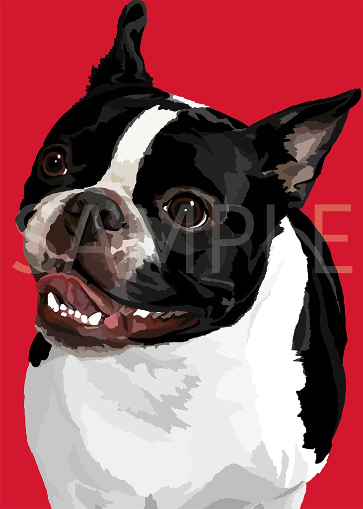 Boston Terrier