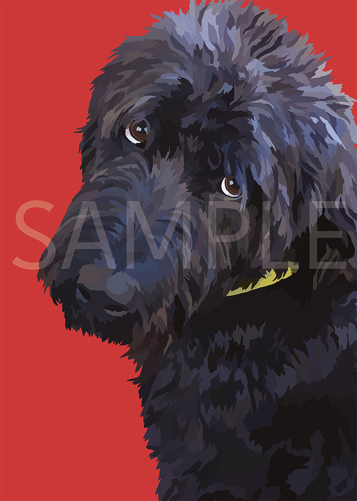 Labradoodle Black