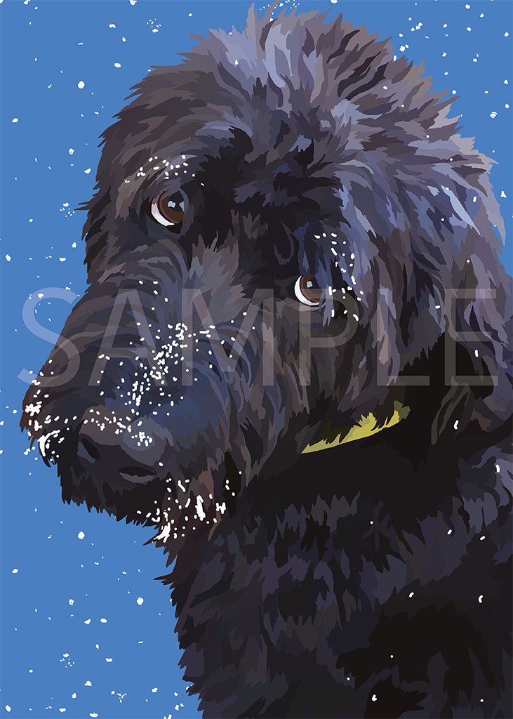 Labradoodle Black