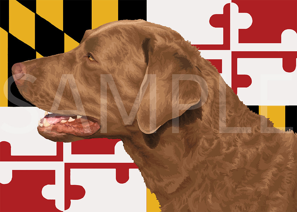 Chesapeake Bay Retriever