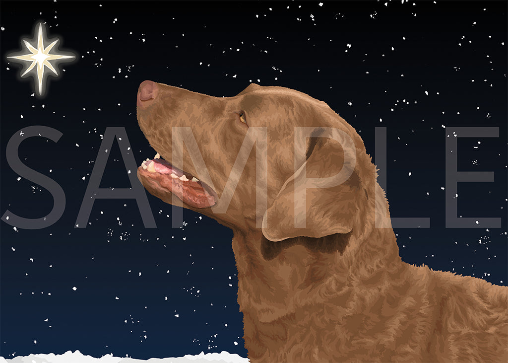 Chesapeake Bay Retriever