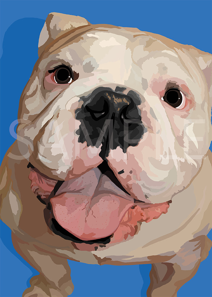 English Bulldog White