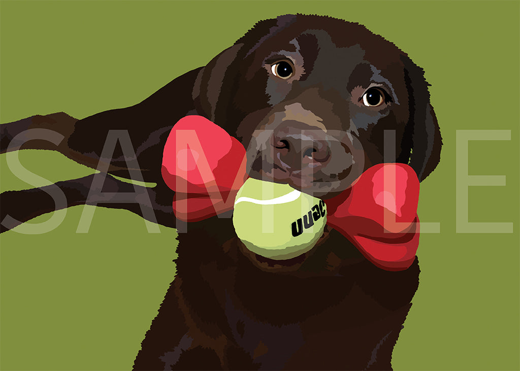 Labrador Retriever Chocolate