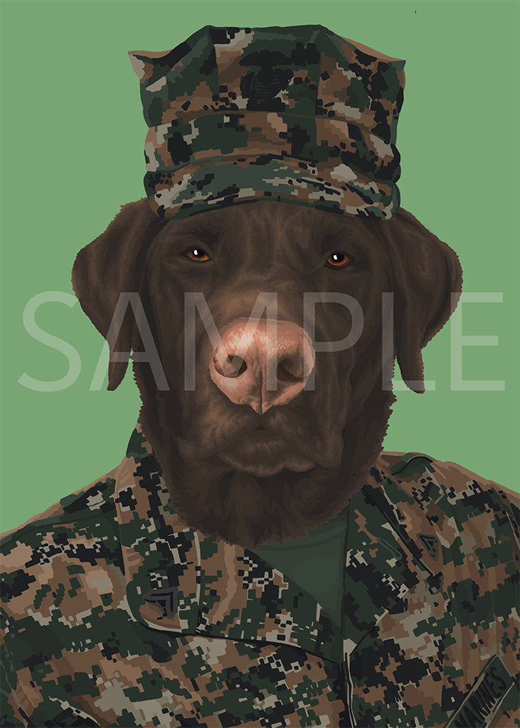 Labrador Retriever Chocolate