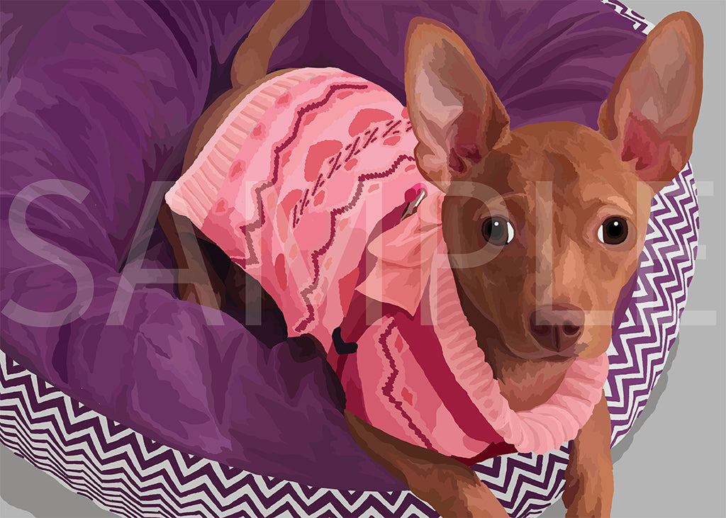 Chihuahua Short Hair