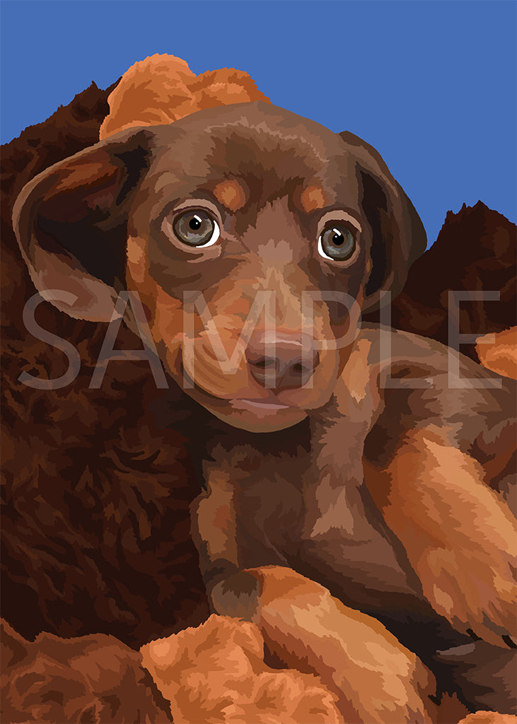 Dachshund Black and Tan