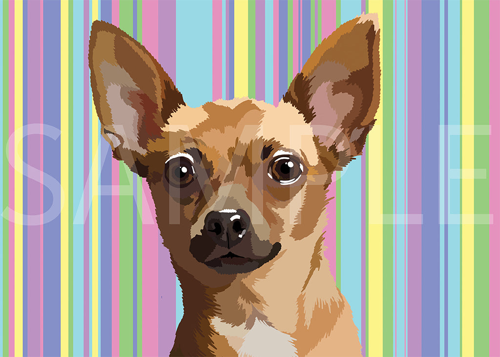 Chihuahua Short Hair