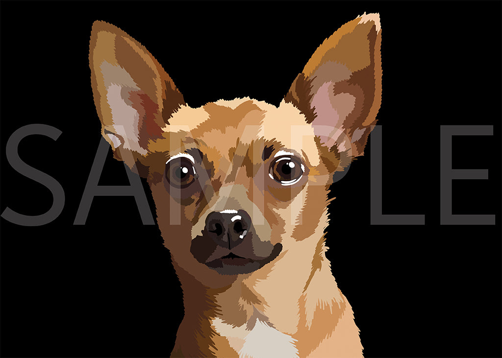 Chihuahua Short Hair