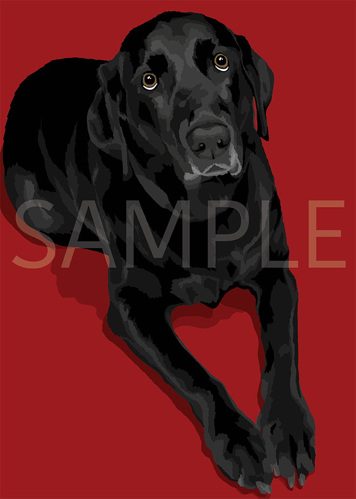 Labrador Retriever Black