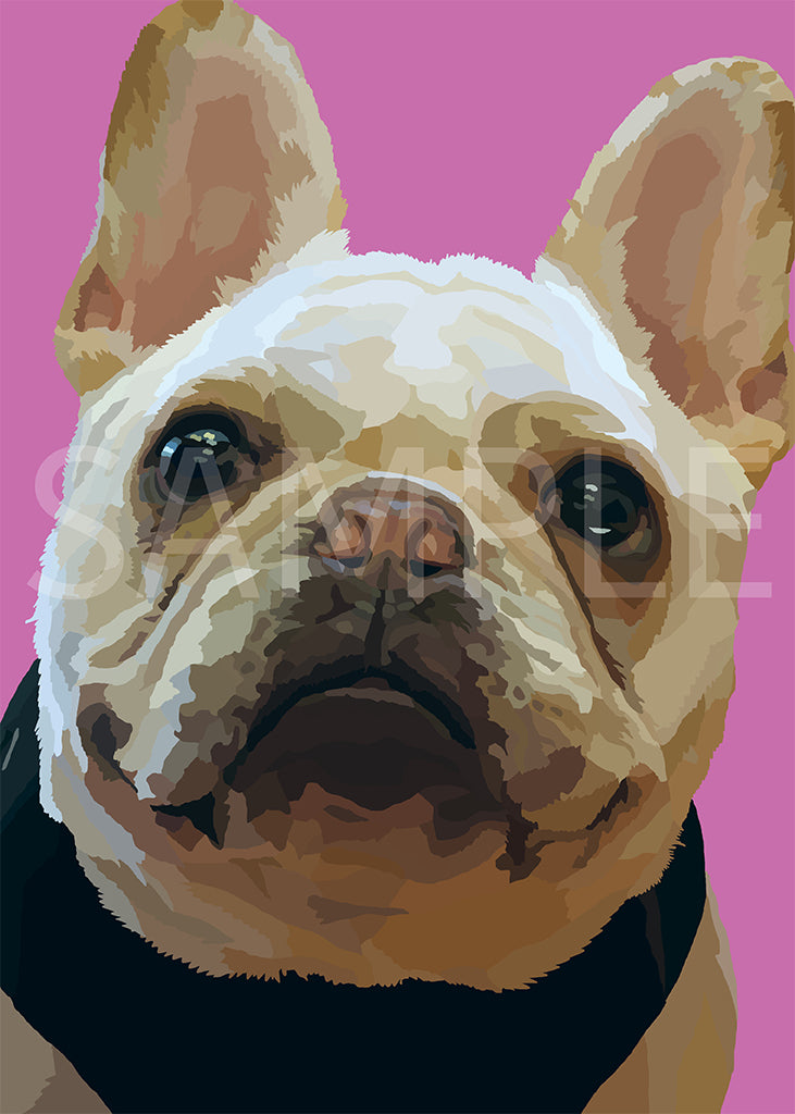 French Bulldog White