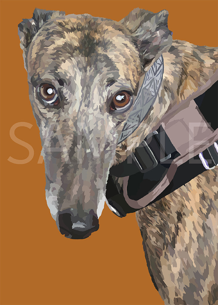 Greyhound Brindle