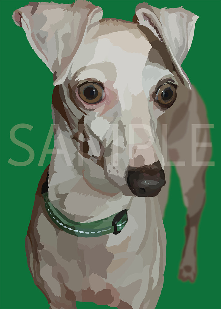 Whippet