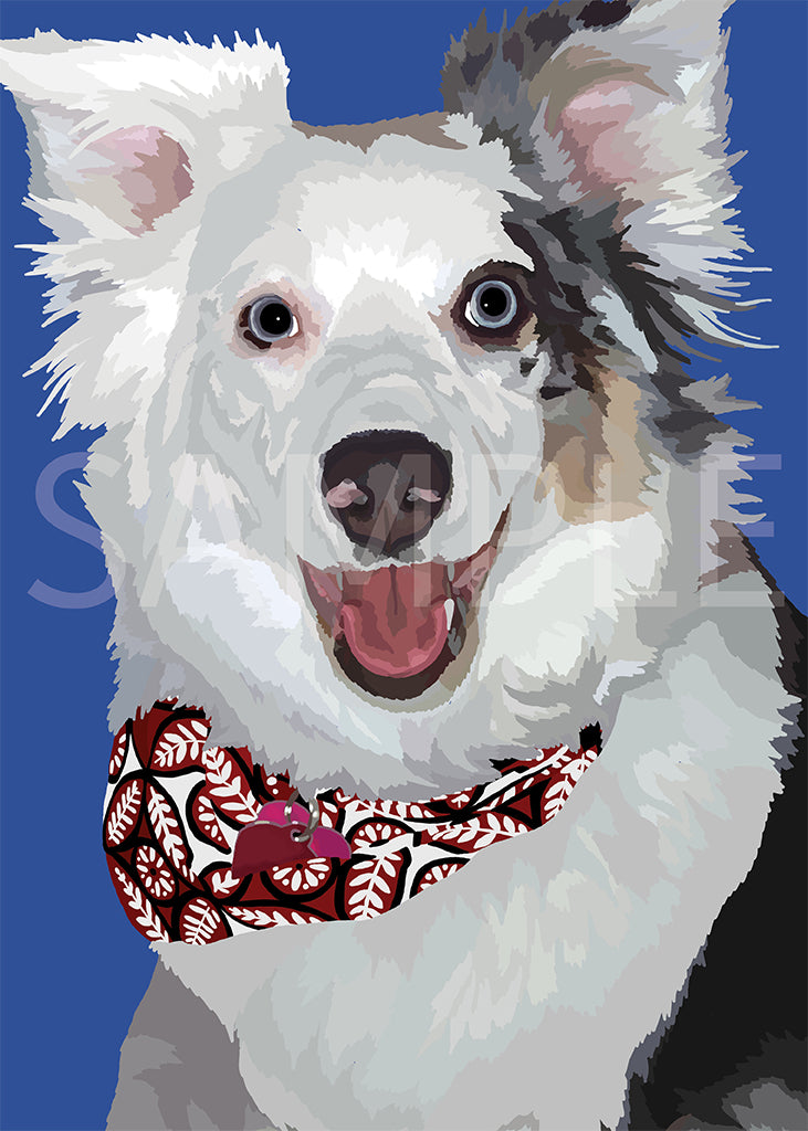 Australian Shepherd