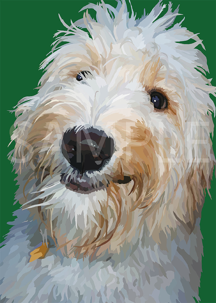 Labradoodle