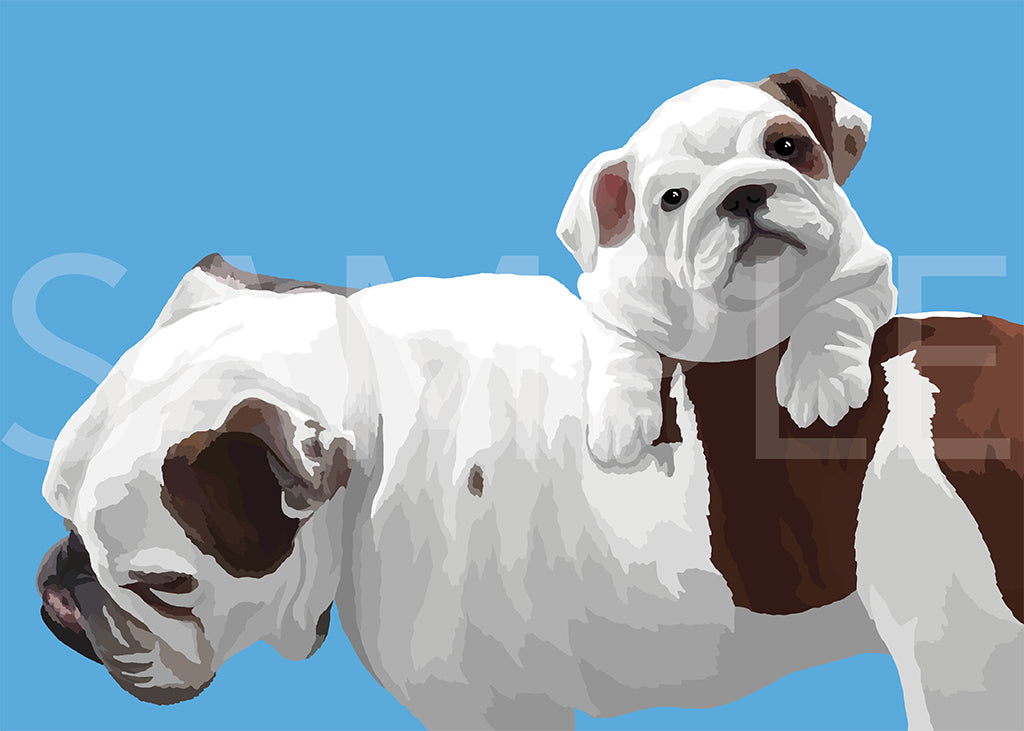 English Bulldog