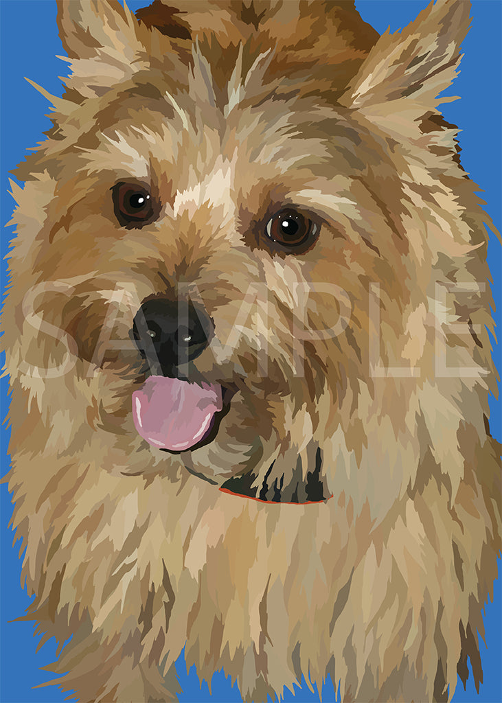 Norwich Terrier