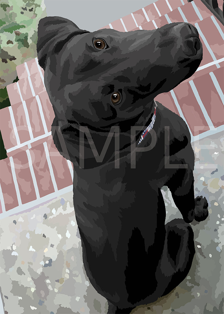 Labrador Retriever Black