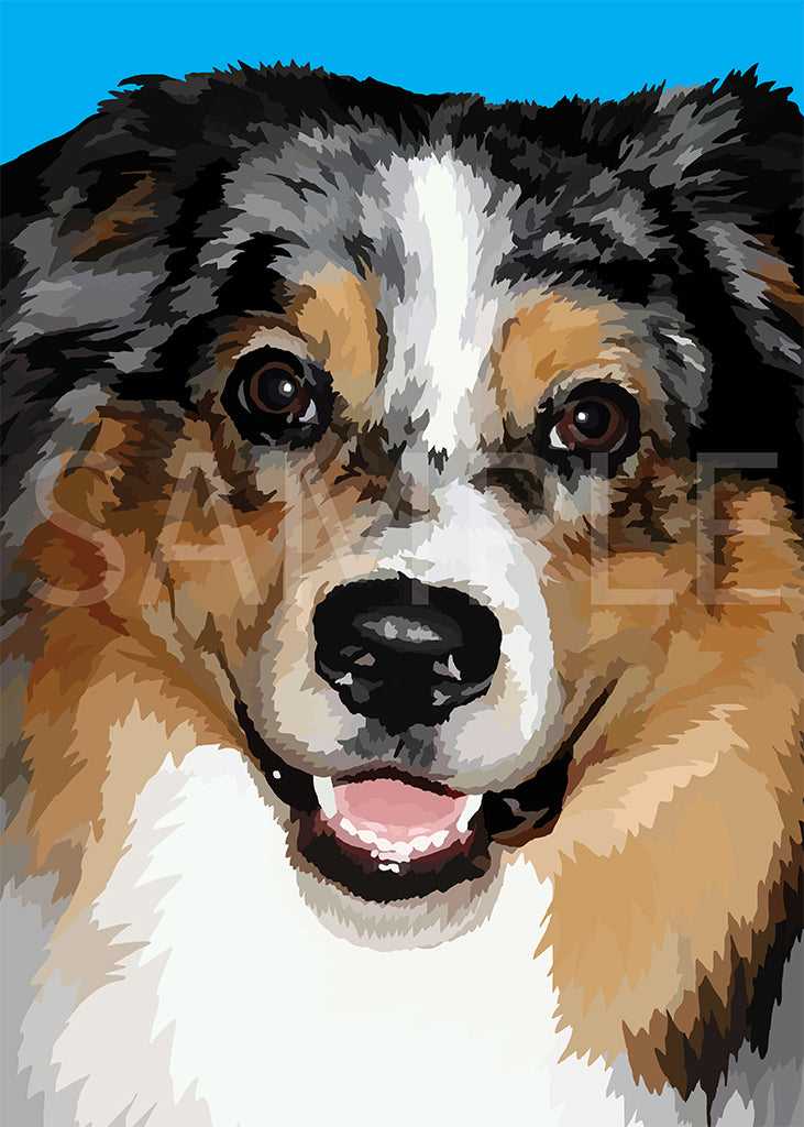 Australian Shepherd