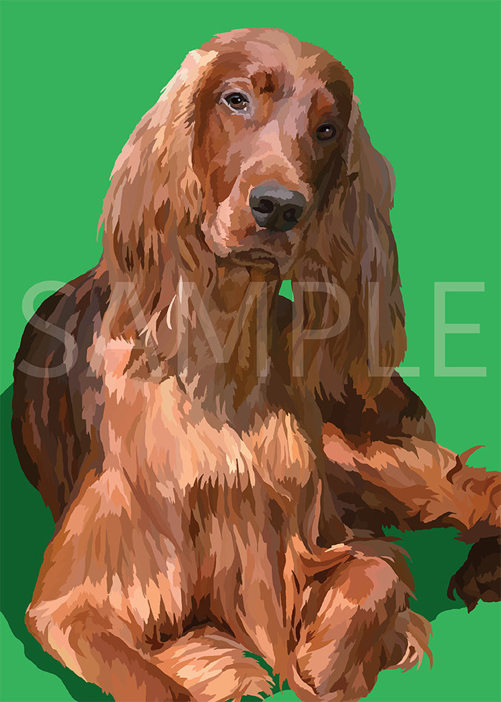 Irish Setter