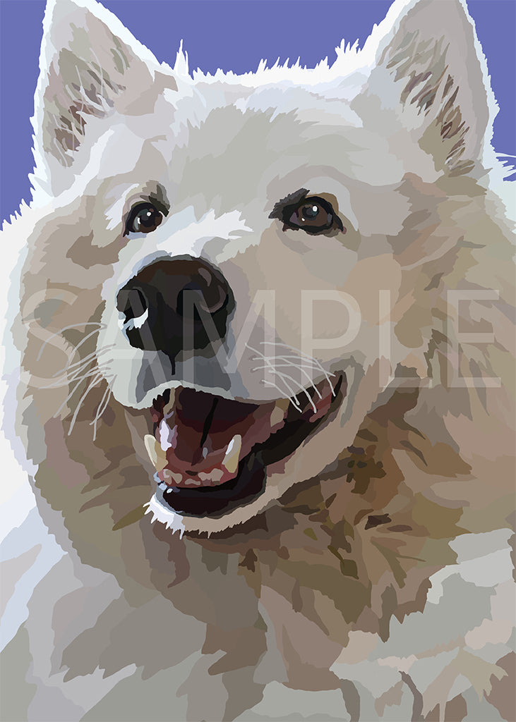 Samoyed