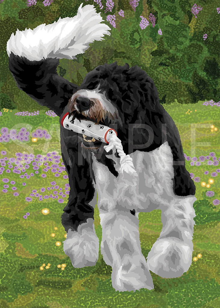 Saint Bernard Poodle