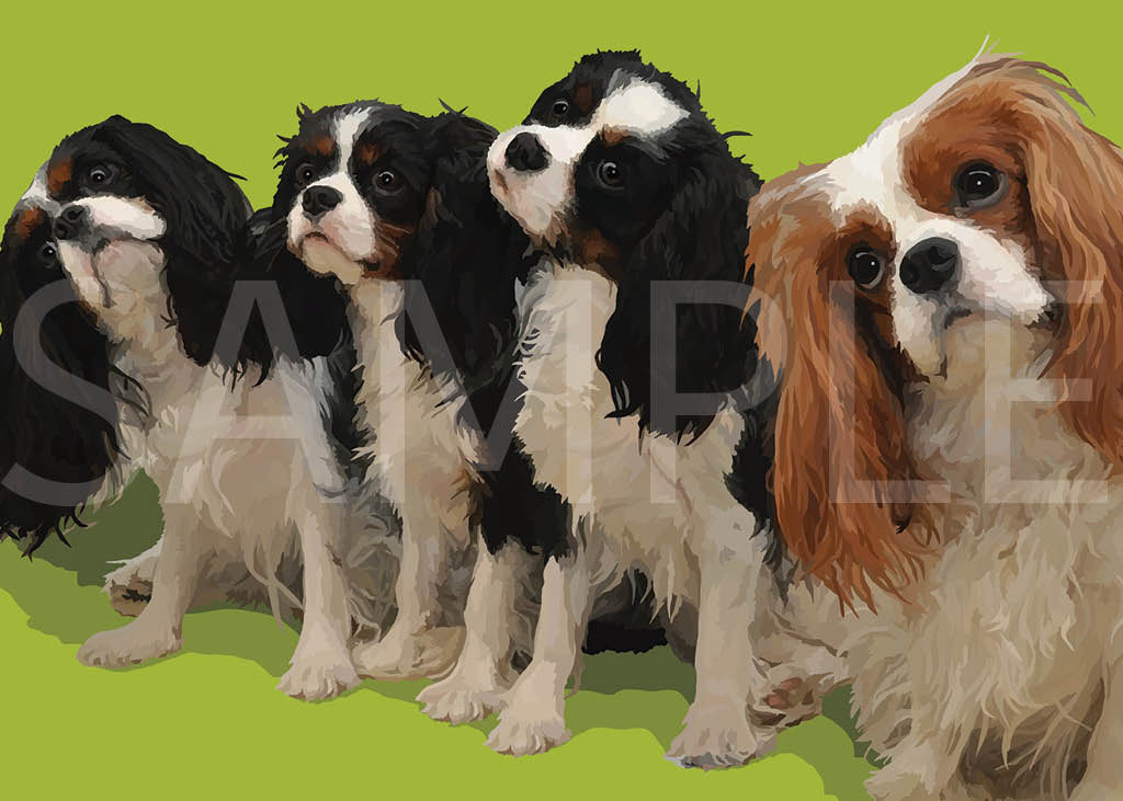 Cavalier King Charles Spaniel