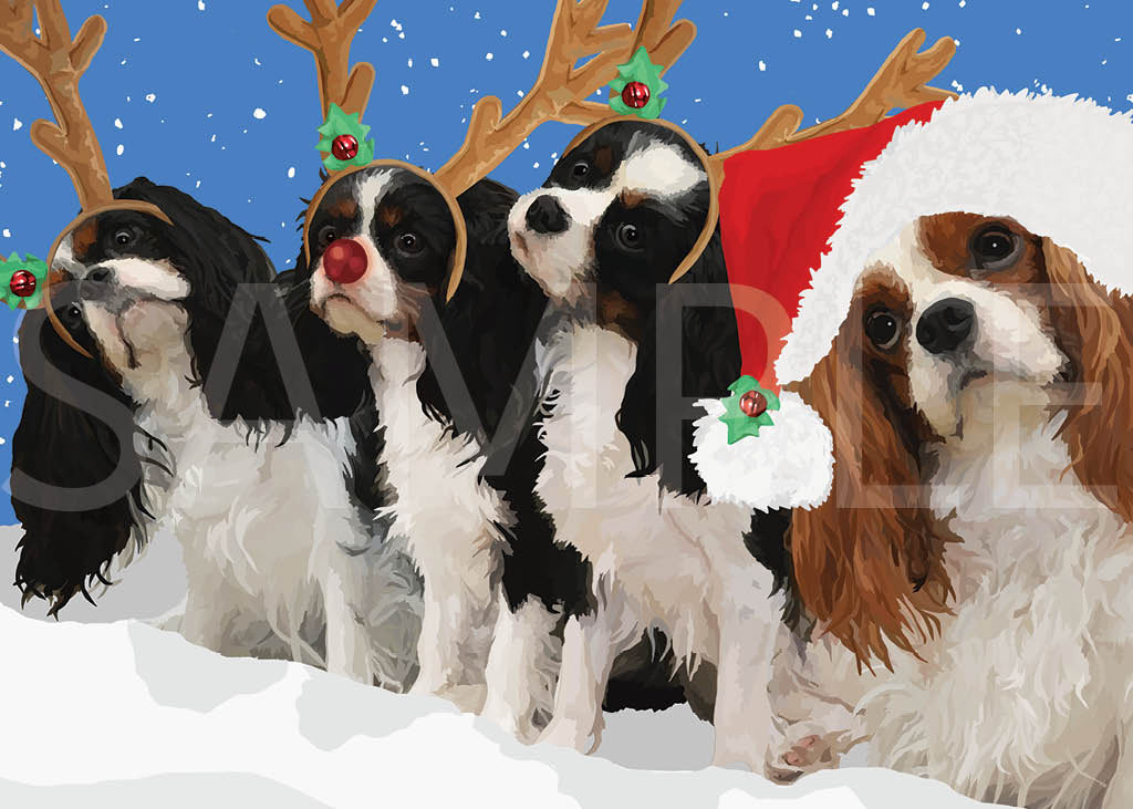 Cavalier King Charles Spaniel