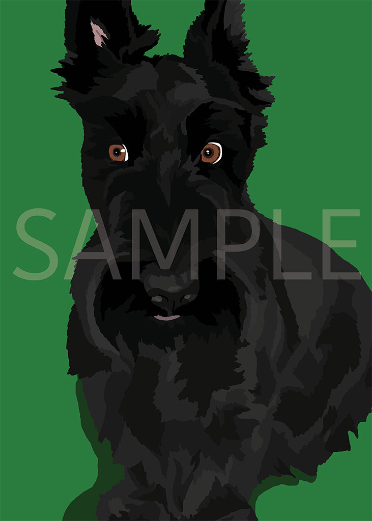 Scottish Terrier