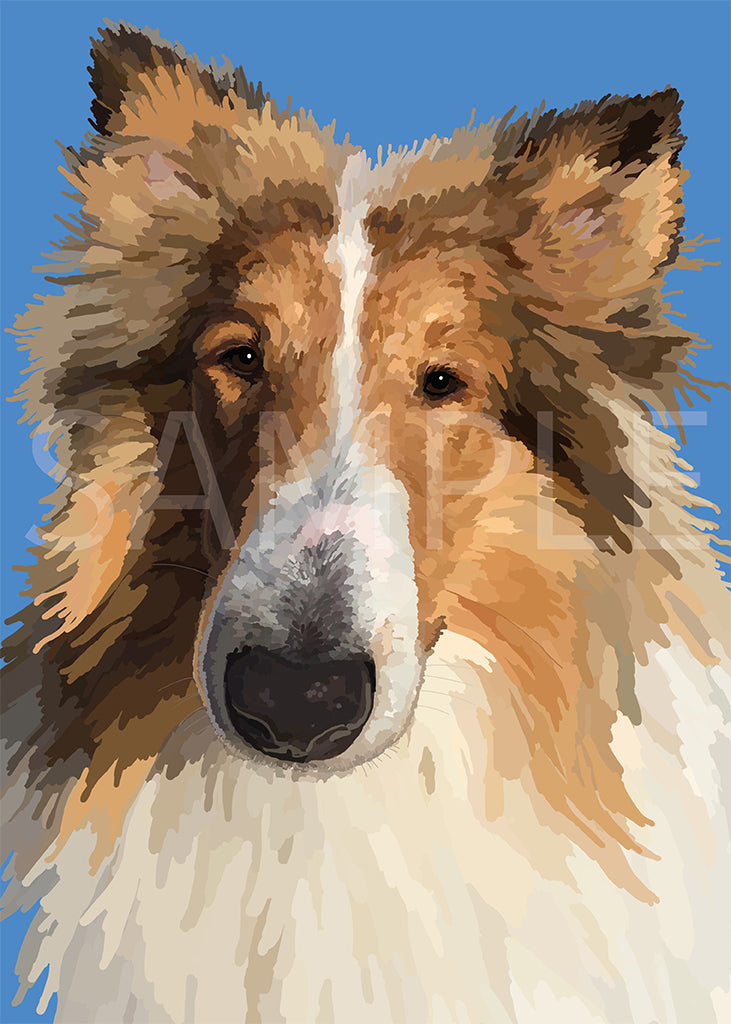 Collie
