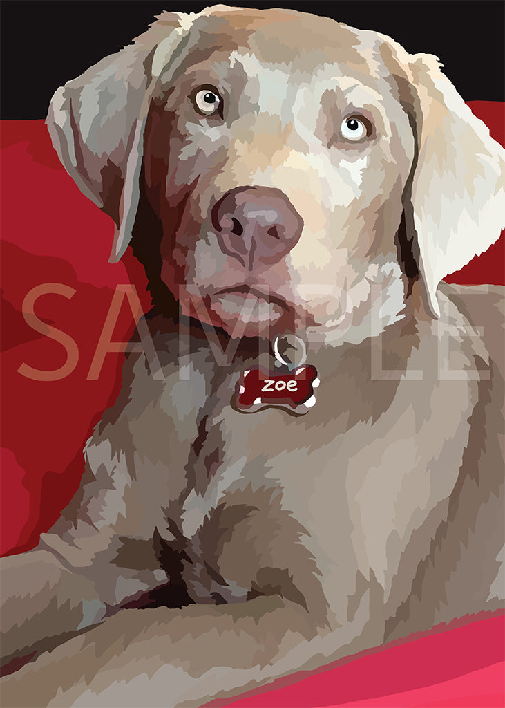 Labrador Retriever Silver