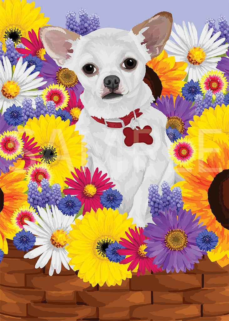 Chihuahua Short Hair White