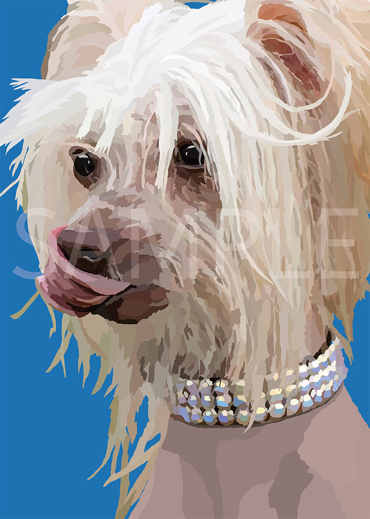 Chinese Crested