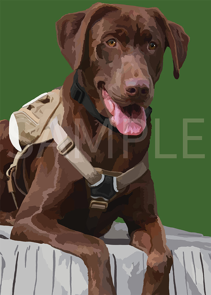 Labrador Retriever Chocolate