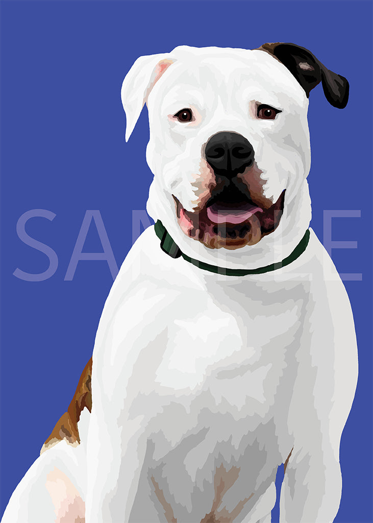 American Bulldog White and Gray