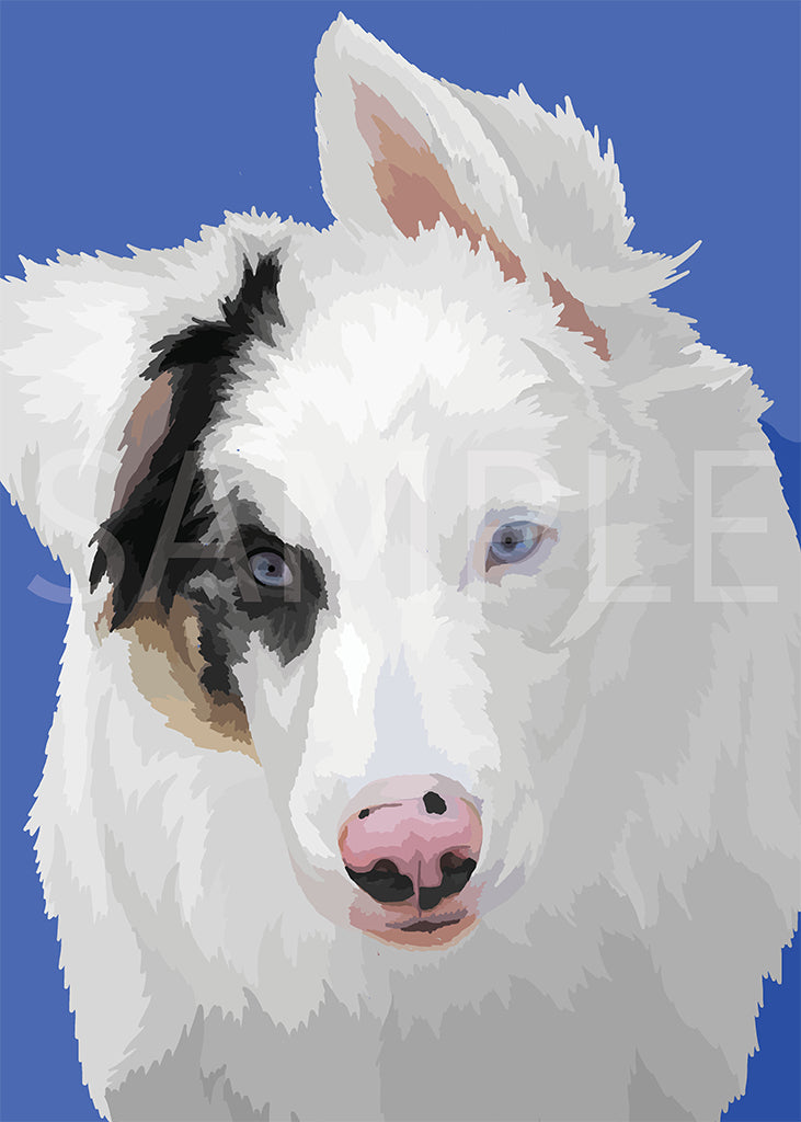 Australian Shepherd