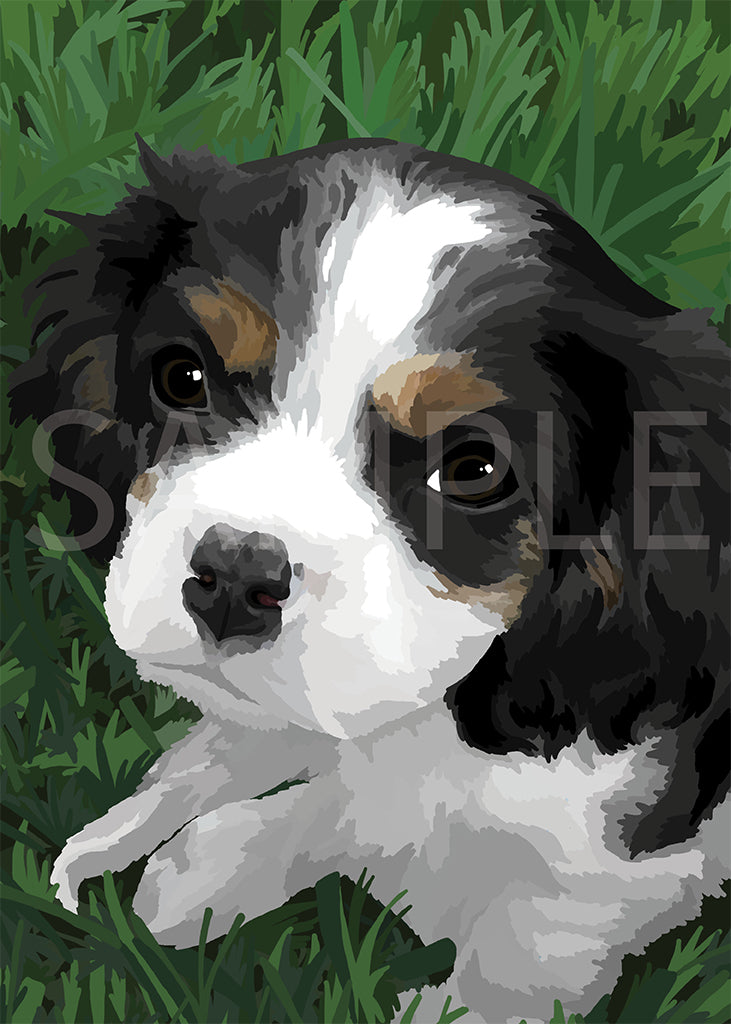 Cavalier King Charles Spaniel 